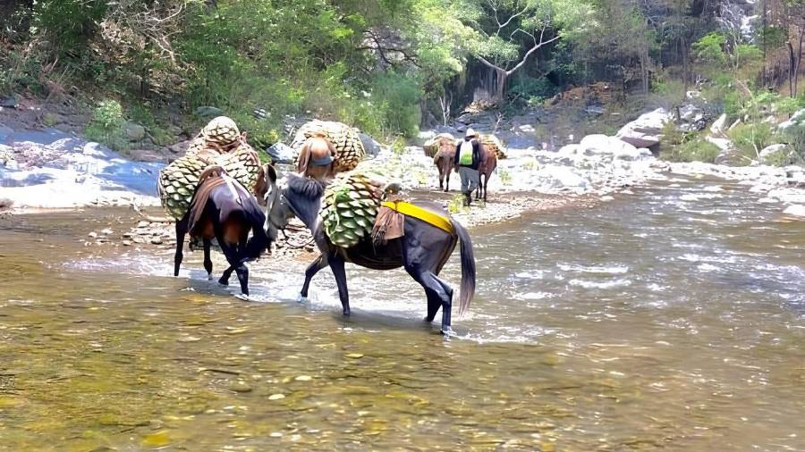 Mucho más que un destilado: la historia que cuenta cada botella de mezcal