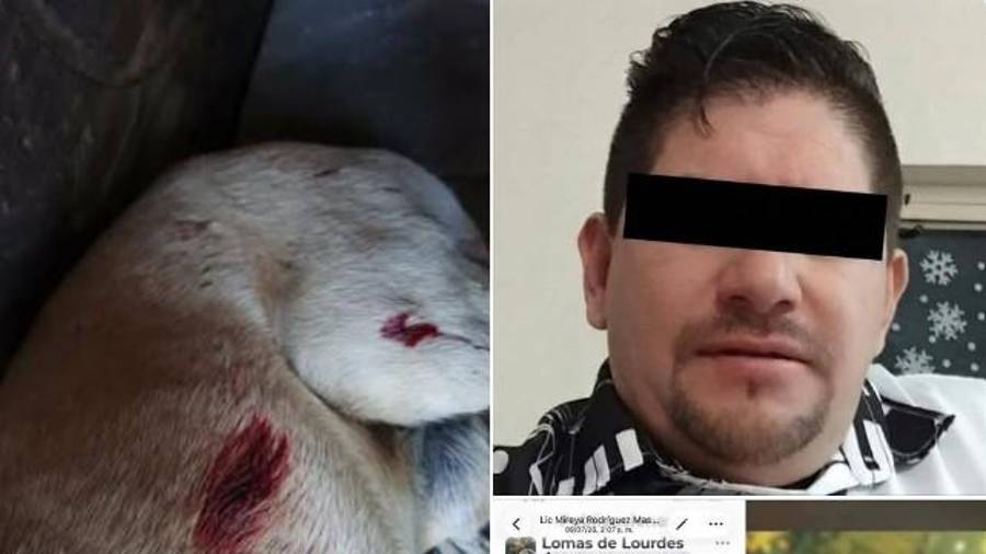 Colectivos de protección animal demandaron una sanción ejemplar por el ataque que dejó a “Popi” sin una de sus patas.