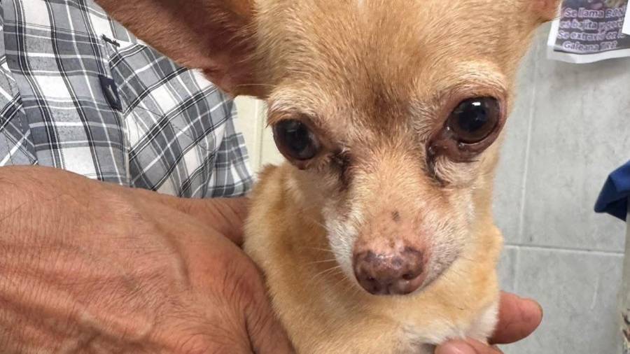 La dependencia mantiene un programa de rescate y resguardo de caninos en situación de abandono en la vía pública.