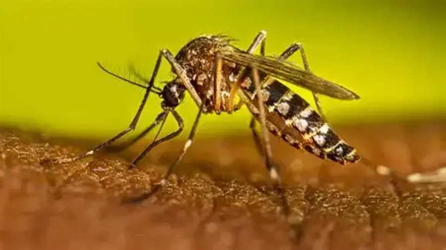 La Jurisdicción Sanitaria Uno mantiene vigilancia epidemiológica ante posibles casos de dengue en la región.