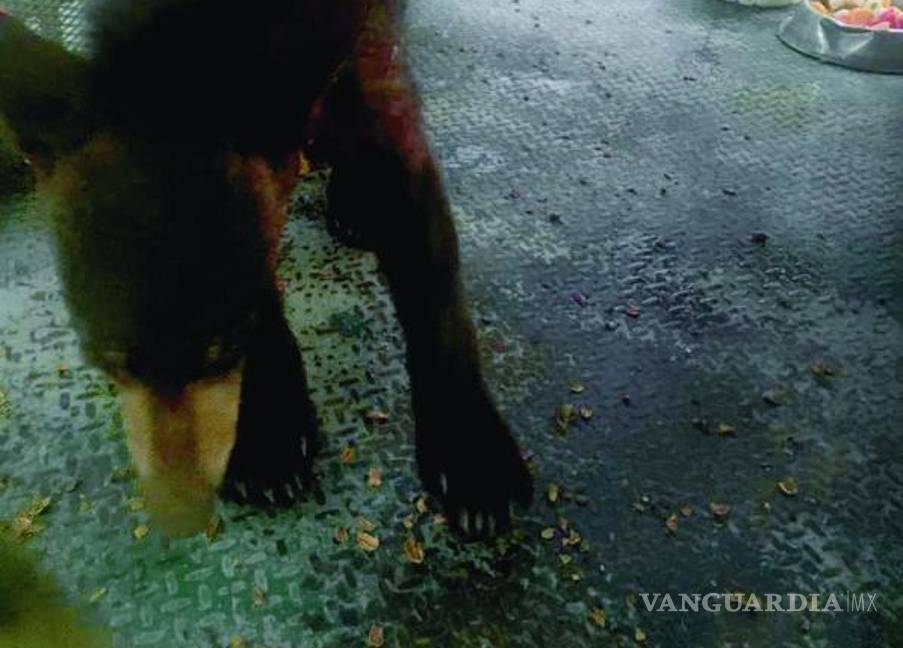 $!A este animal le gustaba entrar a las cabañas en Arteaga, comía basura, mataba chivas y fue hallado en al menos cinco ocasiones en hogares humanos de Saltillo.