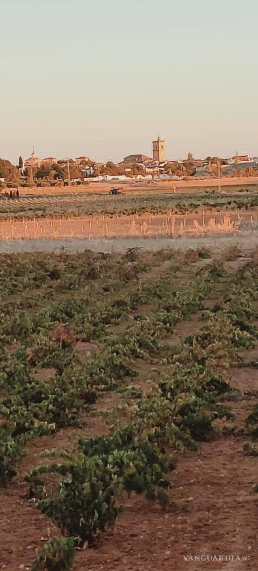 $!Vista de El Toboso desde las viñas de El Bachiller. EFE/Amalia González Manjavacas