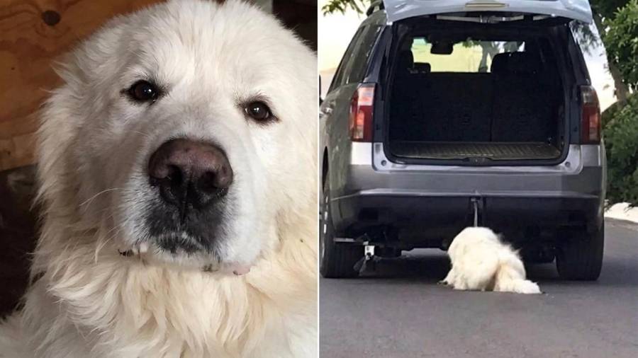 Rocky, el perro cuyo caso generó amplia atención pública tras ser arrastrado por un vehículo, permanece bajo custodia del Ministerio Público mientras continúa el proceso penal.