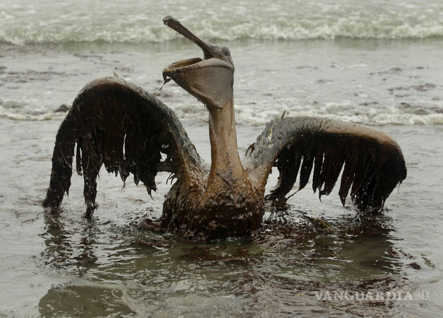 $!A 10 años de la explosión de la plataforma Deepwater Horizon la vida silvestre del Golfo de México sigue siendo afectada