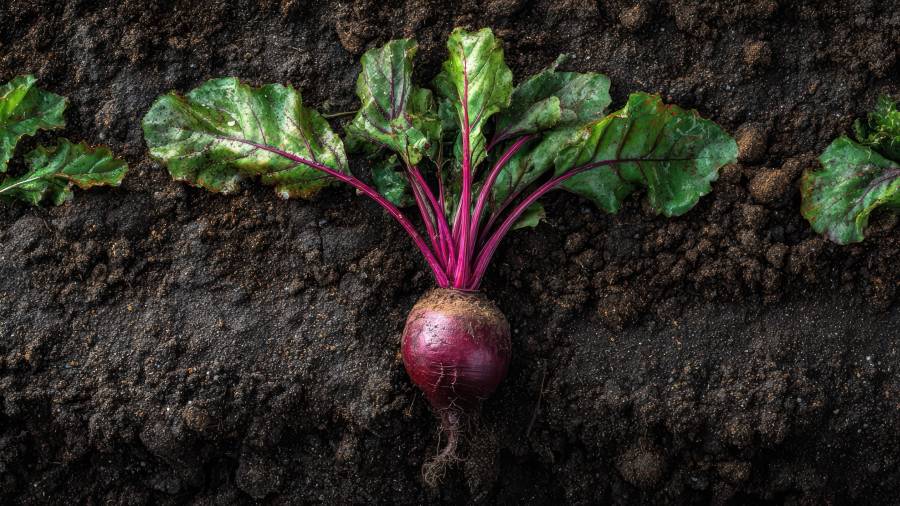Lleno de antioxidantes y vitaminas, el betabel es perfecto para mejorar la circulación sanguínea.