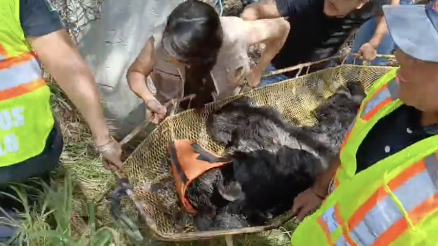 Elementos de la Policía Ambiental y corporaciones estatales lograron la captura de un oso negro juvenil tras varios avistamientos registrados en distintos sectores de Saltillo.