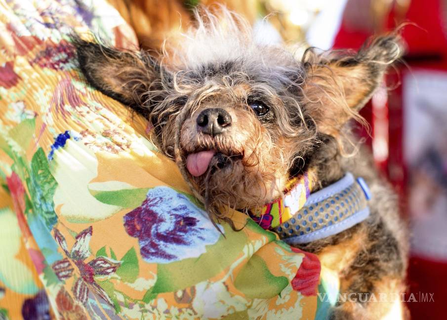 $!Scamp es ganador del concurso 'El perro más feo del mundo'