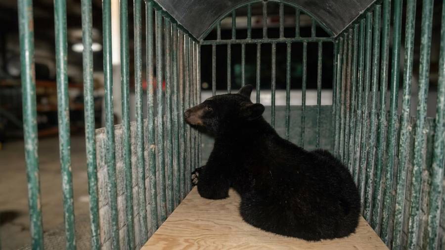 Las autoridades exhortaron a la población a no acercarse ni intentar capturar ejemplares de fauna silvestre y reportar su presencia a los cuerpos de emergencia.