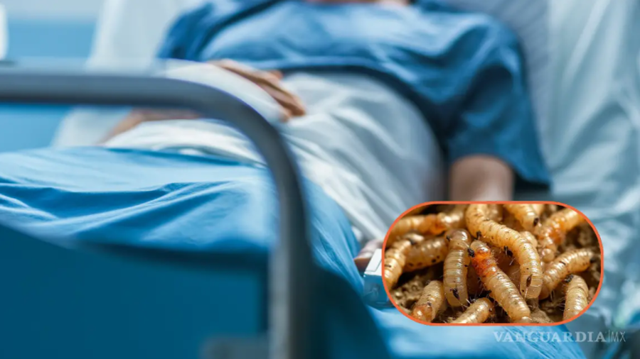 Plaga de gusano barrenador, causa incertidumbre entre la ciudadanía mexicana y americana, por caso presentado en Nuevo León. | FOTO: ARCHIVO VANGUARDIA