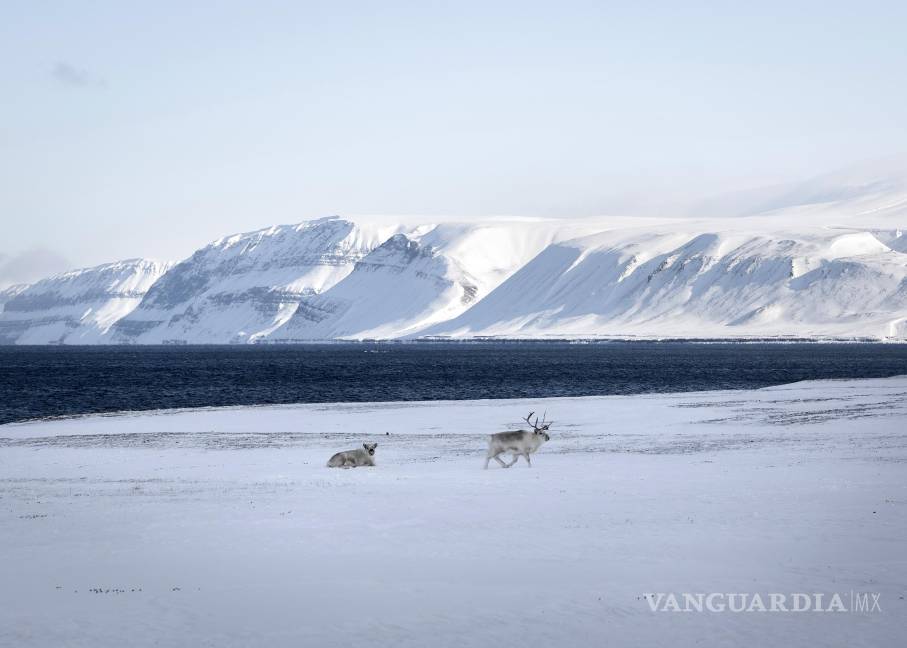 $!Renos en ruta entre los asentamientos de Longyearbyen y Barentsburg, Svalbard. Noruega intensifca sus esfuerzos para afirmar su soberanía sobre Svalbard.