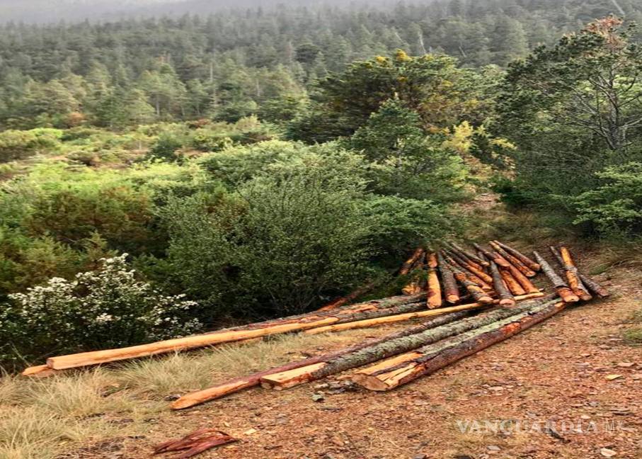 Sin respuesta a denuncia de colectivo por tala ilegal