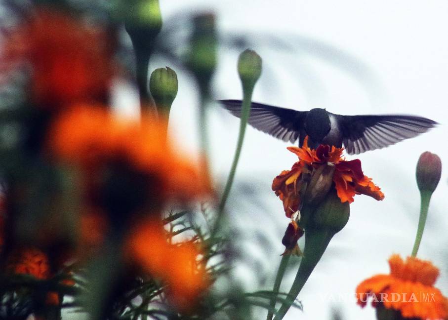 $!¿Sabías que los colibrís ven colores que nosotros no podemos percibir?