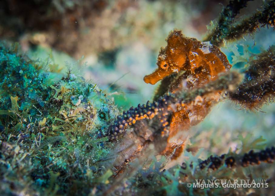 $!Miguel Guajardo Captando las maravillas del mar