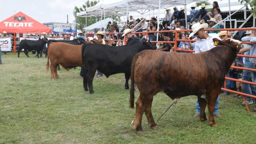 La feria busca fortalecer el sector ganadero y promover la genética bovina.