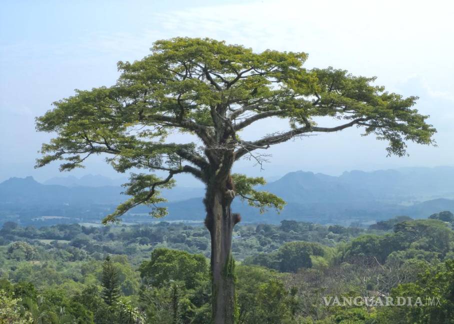 Conoce la ceiba, el majestuoso árbol sagrado de los mayas