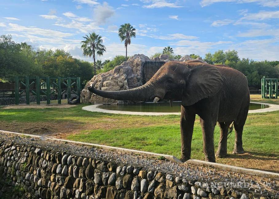 Levanta Profepa clausura al zoológico ‘La Pastora’ tras caso de la osa Mina