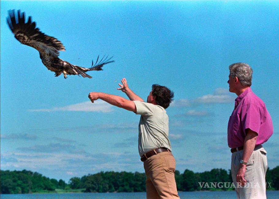 $!El presidente Bill Clinton observa cómo el biólogo estadounidense Craig Koppe libera a una joven águila calva estadounidense llamada Freedom el julio 4 de 1996.
