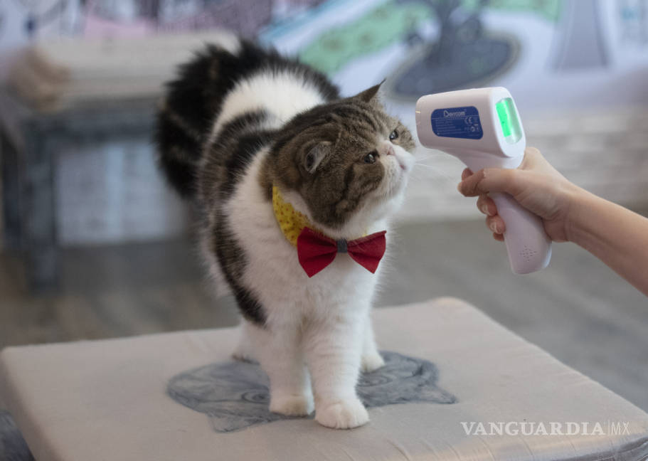 $!Detectan el primer caso de gato con coronavirus en España, el sexto del mundo