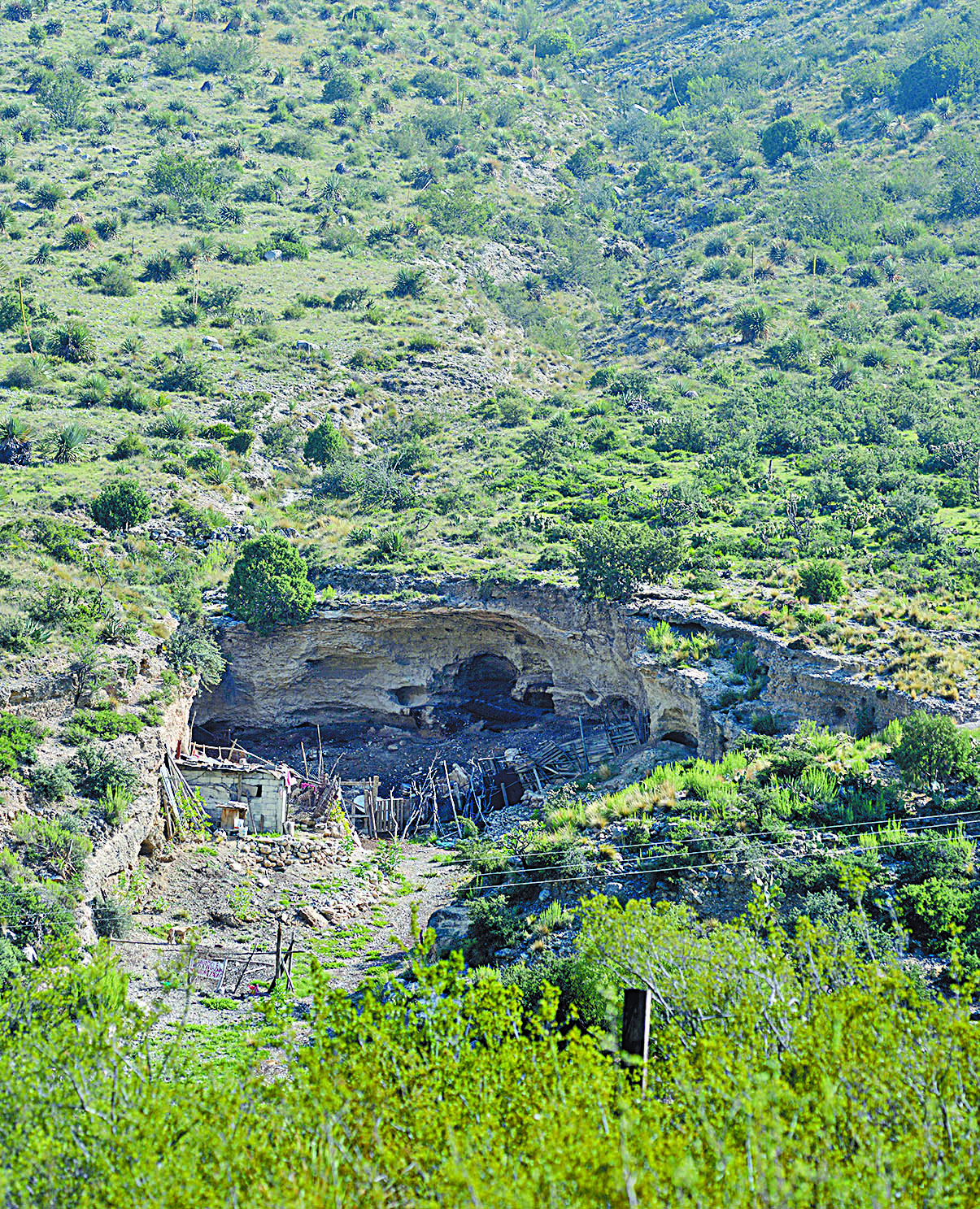 $!Don Pedro, el pastor del Cañón de San Lorenzo y sus 14 chivías