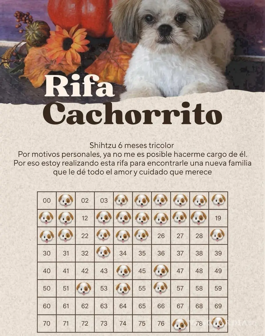 $!La publicación difundida en Facebook ofrecía a un cachorro Shitzu de seis meses mediante una rifa de 100 números.