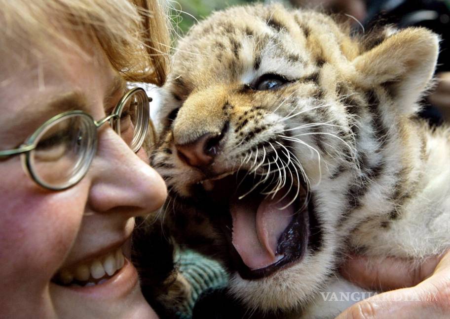 $!El pequeño tigre siberiano Darius gruñe en los brazos de su cuidadora Andrea Berkling en Berlín, Alemania. EFE/Steffen Kugler