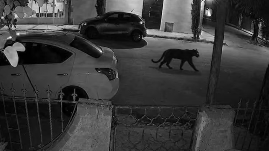 Pantera negra escapa de una finca en Lerdo, Durango, y ataca a una mujer.