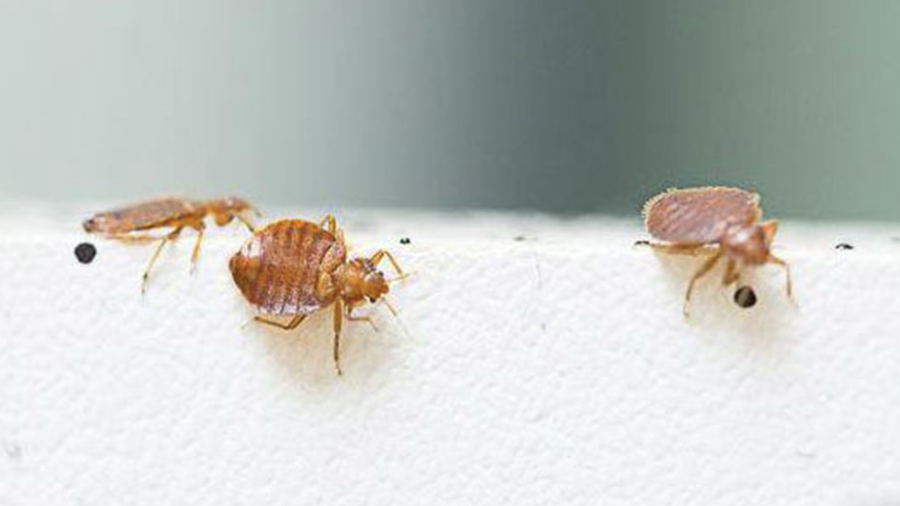 Detectar a tiempo una plaga de chinches puede salvar tu hogar de una invasión incontrolable.