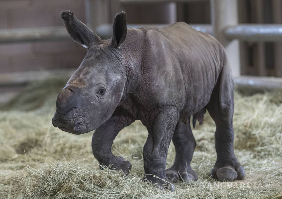 $!Rinoceronte nace por inseminación artificial en California, el primero en Norteamérica