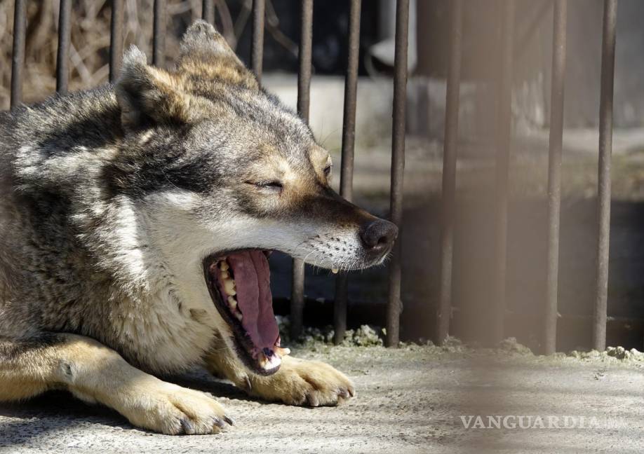 $!Un lobo de nombre Akyla dentro de un recinto en Radauti, Rumania. El lobo fue rescatado de Ucrania en medio de la guerra que azota a la nación.