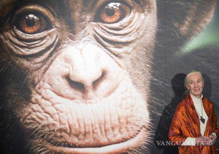 $!La antropóloga, primatóloga y experta en chimpancés británica Jane Goodall asistiendo al estreno de la película de Disney «Chimpancé» en París, Francia.