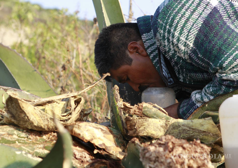 $!Mitos y leyendas rodean la historia del ancestral pulque