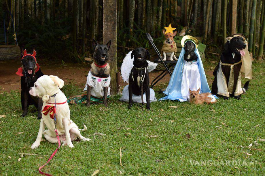 $!La perri-pastorela se llevó a cabo en un centro de adiestramiento canino en Xalapa, Veracruz. K-9 Xalapa A.C.