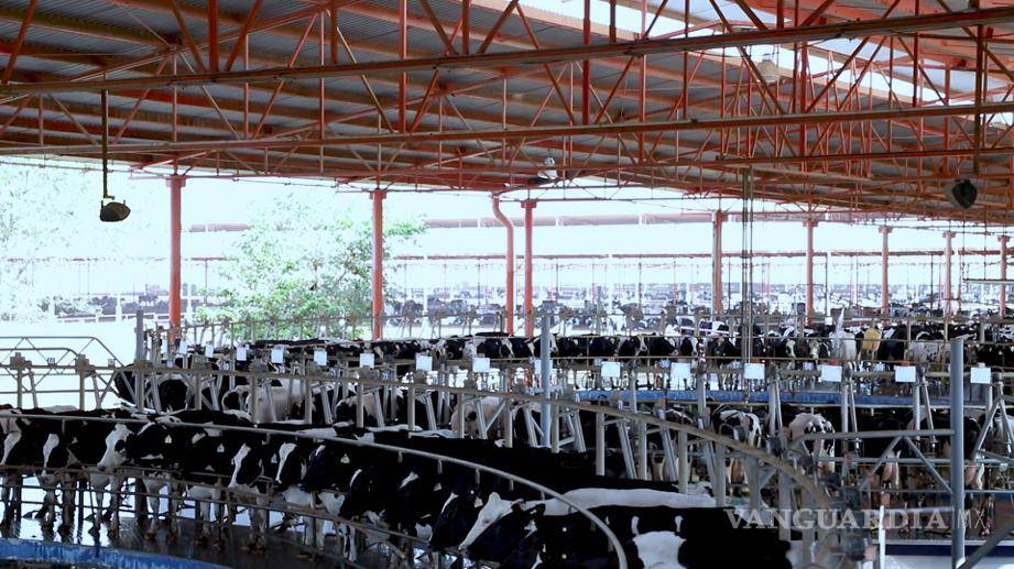 $!En el Día Mundial de la Leche 2026, la AMLAC destacó el compromiso de miles de ganaderos que garantizan un alimento esencial para las familias mexicanas. FOTO: CORTESÍA