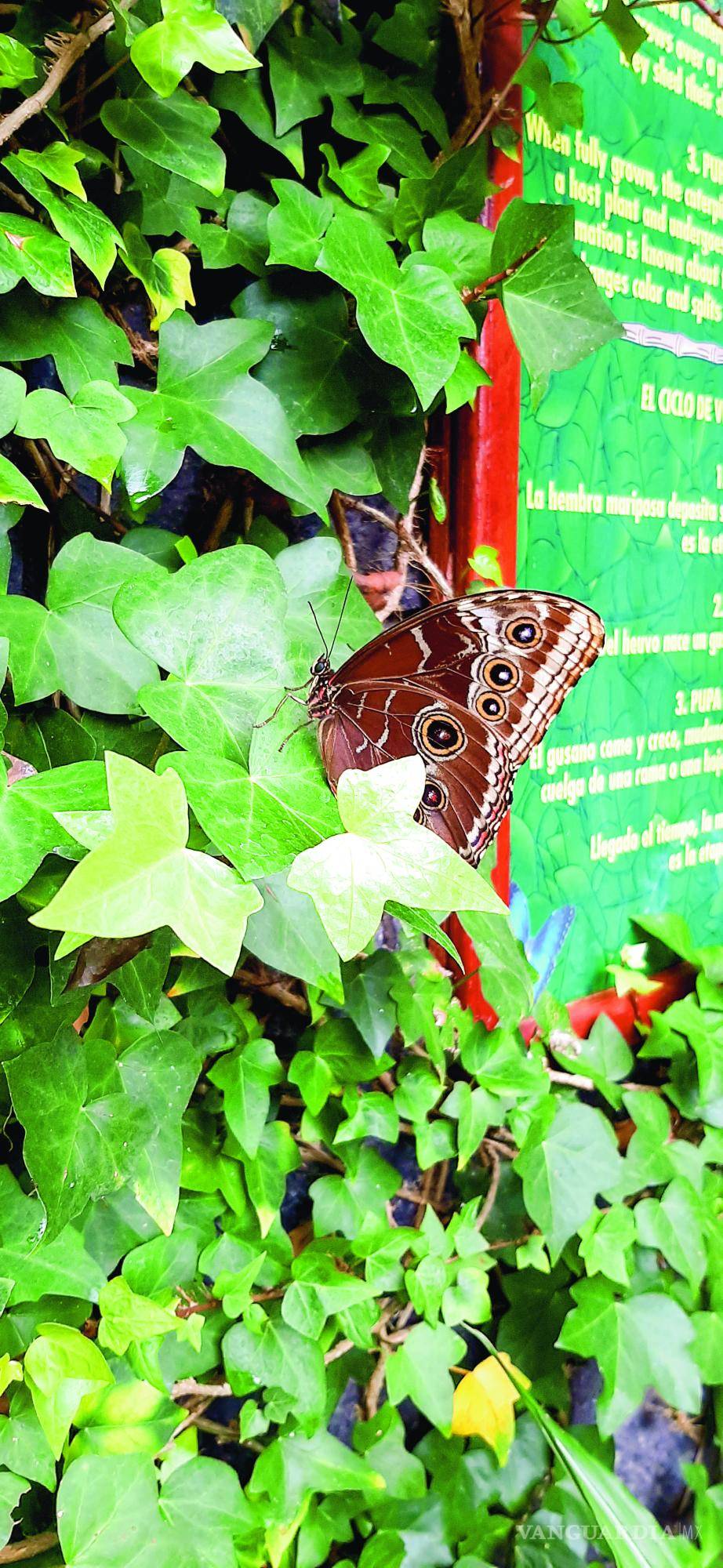 $!Mariposa Morpho Azul.