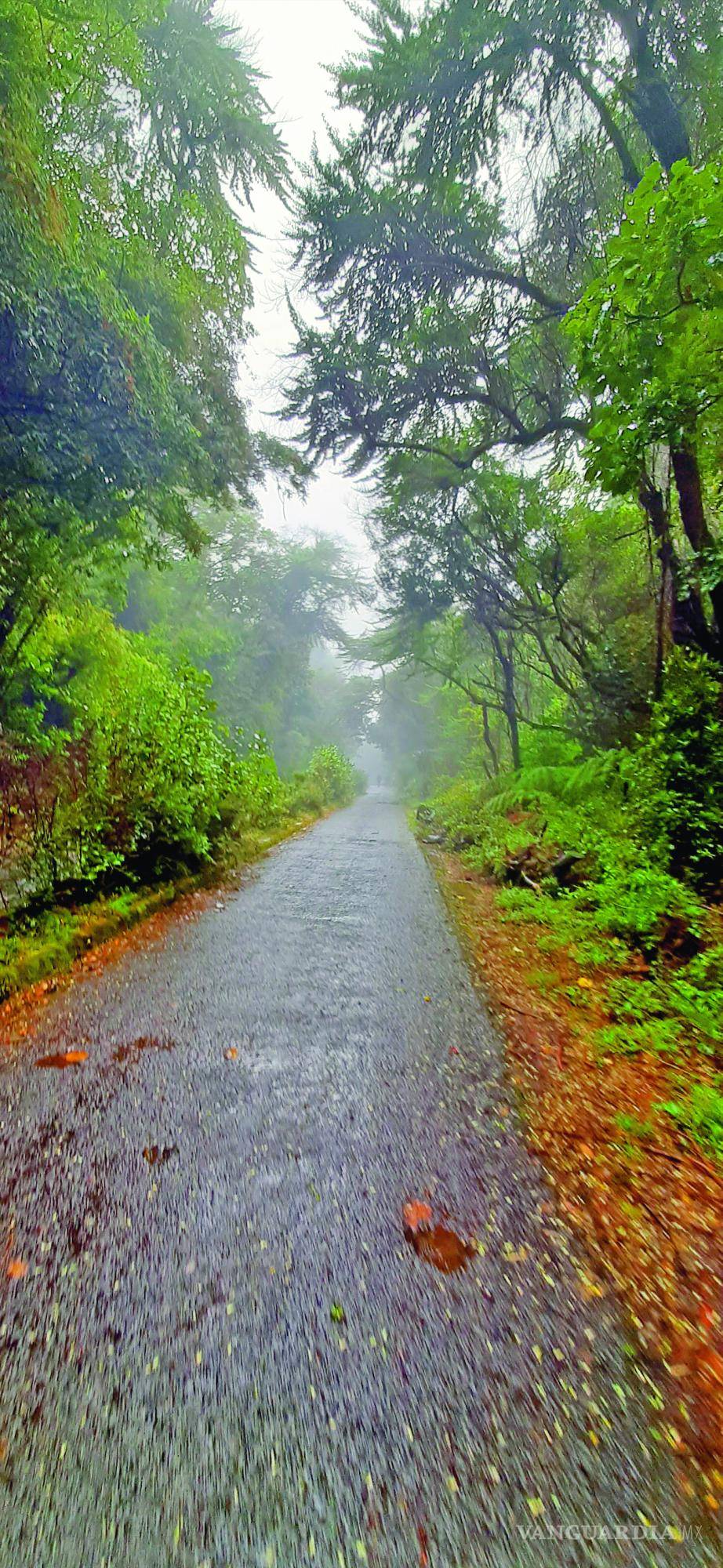$!Camino hacia el volcán Poás.