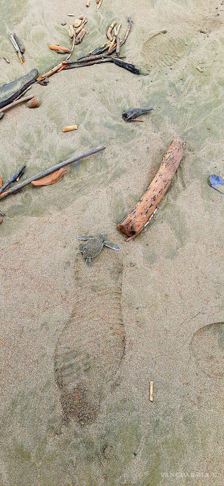 $!Tortuga verde en su camino hacia el mar.