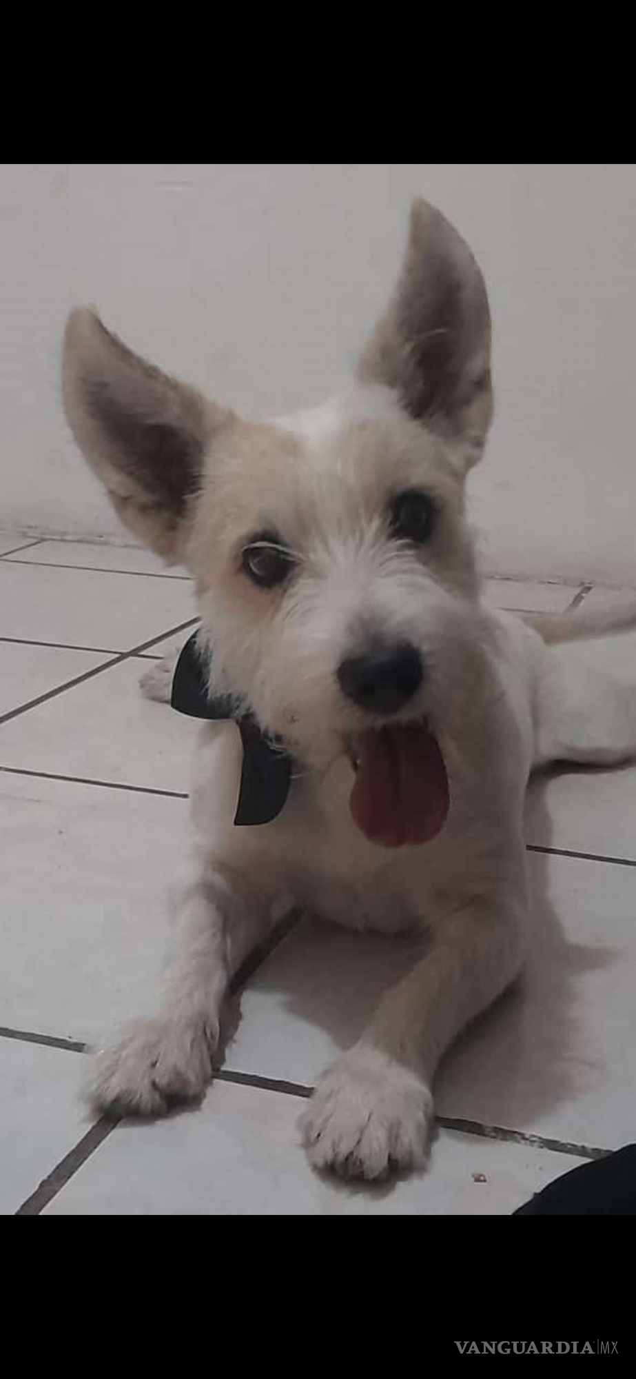 $!Decenas de reportes de mascotas extraviadas se registraron en redes.