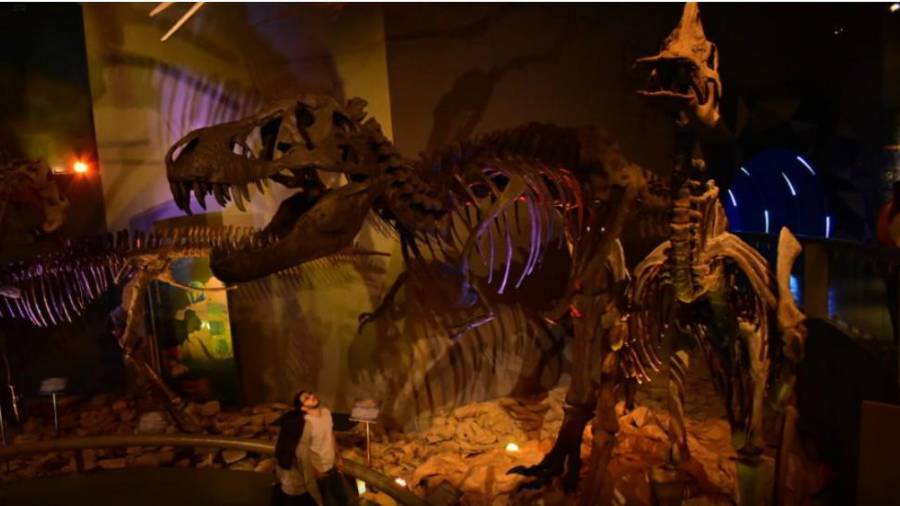 La renovada Zona Dinos sumará piezas inéditas y experiencias interactivas para enriquecer el recorrido familiar.