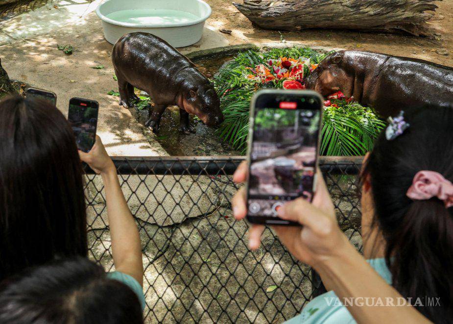 $!¡Feliz cumpleaños, Moo Deng! La hipopótama más famosa y tierna del mundo cumple un año de vida