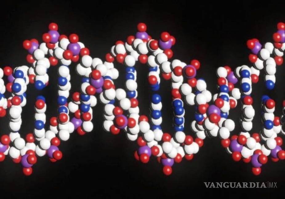 $!Estructura de doble hélice del ADN del genoma humano.