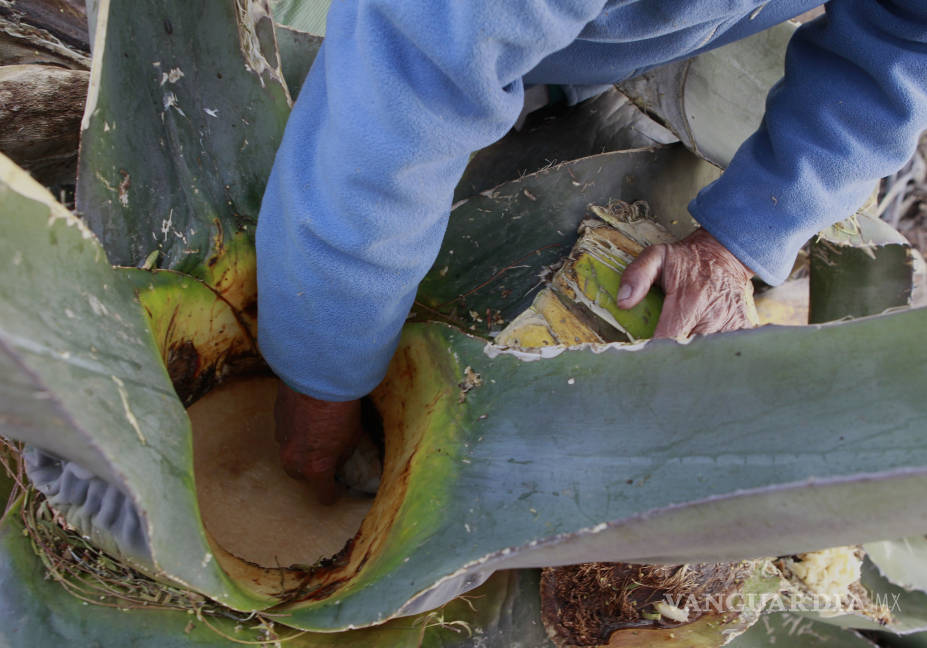 $!Mitos y leyendas rodean la historia del ancestral pulque