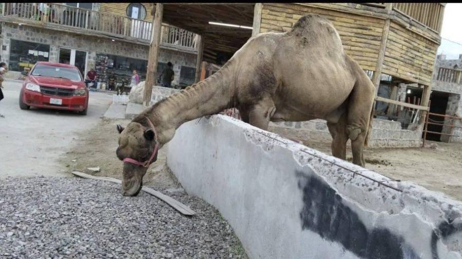 La defensoría advirtió que especies como el leopardo, el mono araña y el camello requieren cuidados especializados y no deben permanecer en espacios no autorizados.