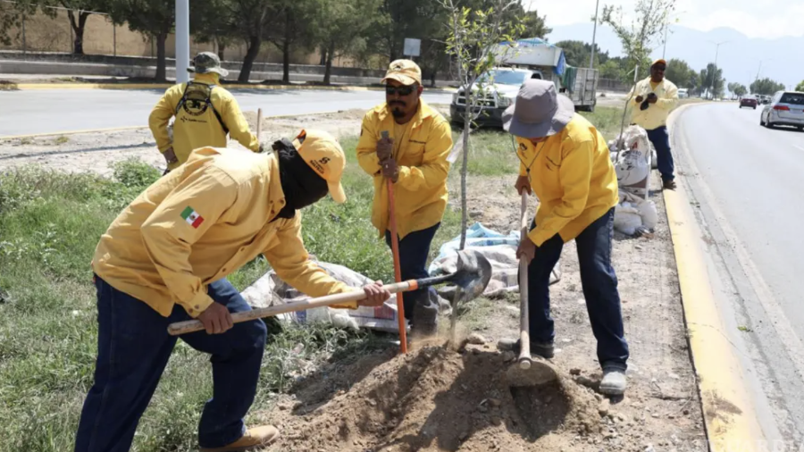 Trabajadores municipales realizan la plantación de los encinos entregados como parte de la compensación ambiental.