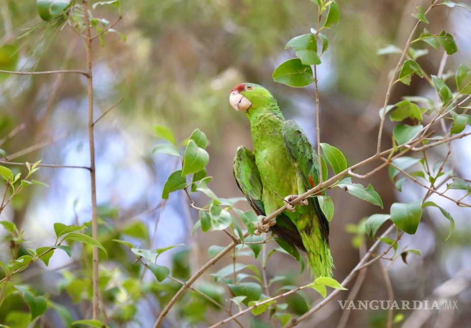 $!El Gobierno Municipal de Saltillo aprovechó la ocasión para recordar a la población la importancia de reportar cualquier situación de riesgo para la fauna local.