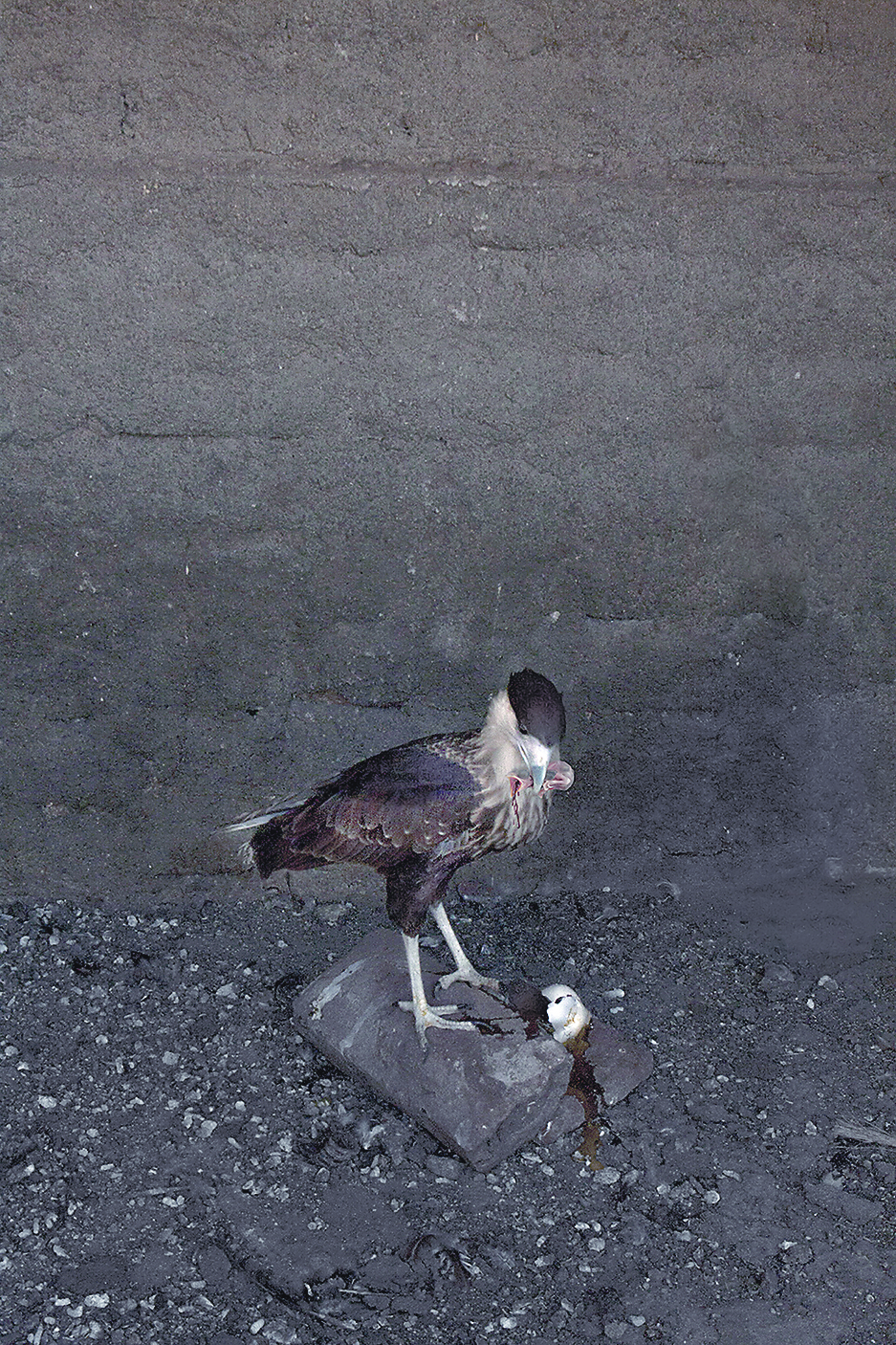 $!‘La ira de la devoción’ gana premio de fotografía en Francia