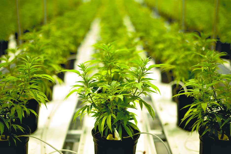 $!Soy mariguano ¿y qué?