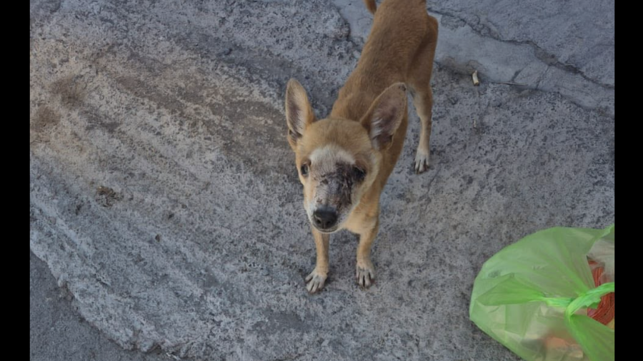 “Chiwis” fue rescatado tras varios reportes ciudadanos y actualmente recibe atención veterinaria especializada por un avanzado cuadro de TVT.