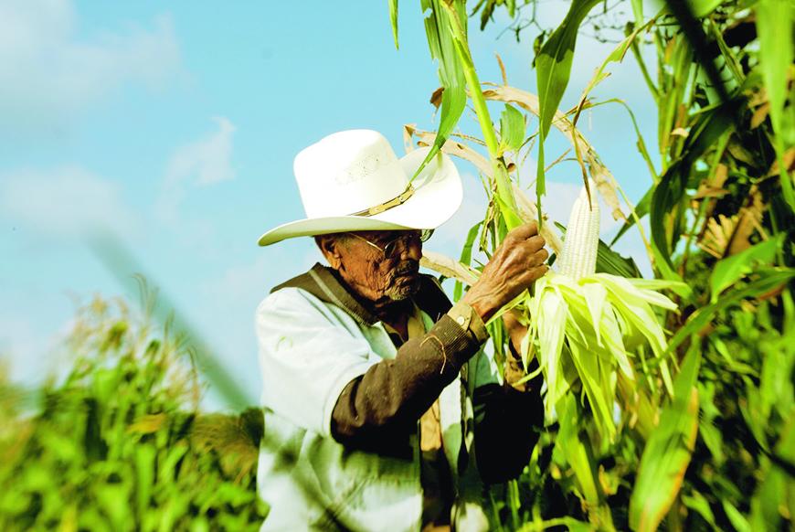 México: Crecen precios de fertilizantes por encima del 50% en los últimos 14 meses