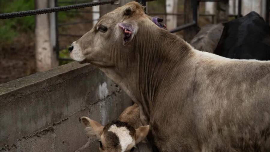 De acuerdo con el reporte oficial del Servicio Nacional de Sanidad, Inocuidad y Calidad Agroalimentaria (Senasica), en Coahuila se han detectado 12 casos de gusano barrenador.