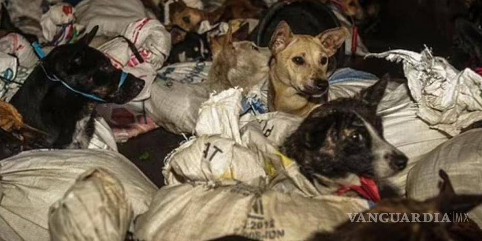 $!Rescatan a más de cincuenta perros que iban a matar para venderlos como carne